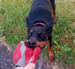 Love of learning, on the one hand, is good, but on the other hand, Dobermans are demanding in th ...