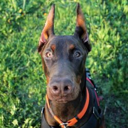 The Dobermans, named Bosco and Cesi, were the first to be recorded in German stud books as found ...