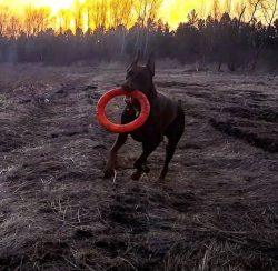 Doberman Pinschers are powerful, energetic dogs that need a lot of physical activity. In their a ...