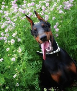 The Doberman Pinscher has a long head and sleek, muscular body. The ears are often cropped to st ...