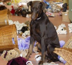 These dogs must be taught simple commands, in addition, you can train your dog in more complex c ...