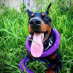 The home training system should take into account all the characteristics of your Doberman, from ...