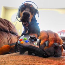 The breeding of the Doberman Pinscher breed in the late 1800s is attributed to the German Louis  ...