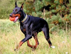 The Doberman Pinscher has a short, smooth and shiny coat that can be black, auburn, black with a ...