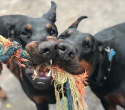 It is necessary to properly organize the process of training a Doberman. 