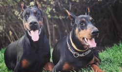 Traditionally, it is believed that the Doberman is an aggressive and dangerous dog that should b ...