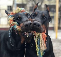 This breed has a lot of energy, needs physical activity, training, walks. 