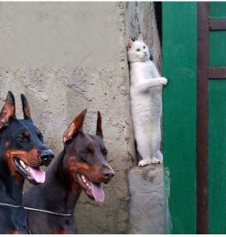 They treat children well. Need early socialization. Perfectly suited as a guard dog, they can pe ...