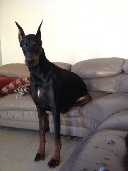 The Doberman has a short, smooth coat that needs to be brushed out once a week. The nails are tr ...