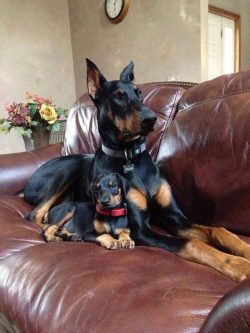 The Doberman dog breed loves to learn and takes the learning process as an obligatory part of th ...