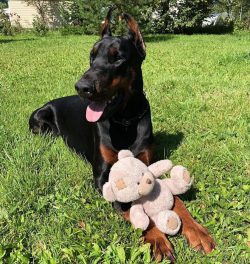 First of all, the puppy should be trained to execute basic commands: “Come to me!”,  ...