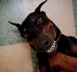 Champion Rancho Dobe’s Storm, Doberman Pinscher, won a row at the “Best in Show̶ ...