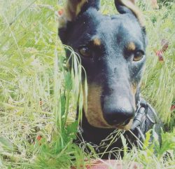 Doberman Pinscher Cappie saved 250 lives as a war dog in the United States Marine Corps during W ...