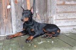 Regardless of whether the threat comes from other dogs, wild animals or aggressive people, the D ...