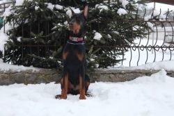 The nature of the representatives of this rather intelligent breed allows you to get along with  ...