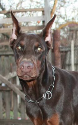 Dobermans are not distracted even by their relatives of the opposite sex, if the owner is nearby ...