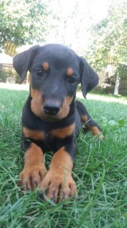 At the same time, the pet contained in the family will not show its fighting qualities in relati ...