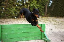 Meanwhile, a protective reflex and a pronounced willingness to stand up for oneself or the owner ...