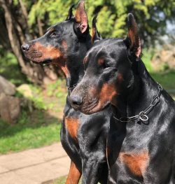 The Doberman was an officially recognized breed in 1900. 
