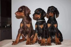 Another striking sign in the behavior of these dogs is their affection. Even during walks, they  ...