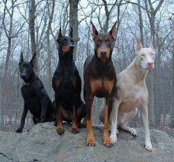 This is a moderately shedding dog breed and requires minimal grooming. 