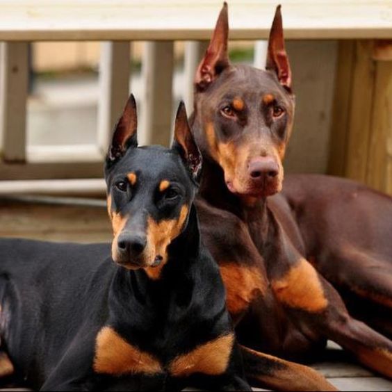 Dobermans live for about 10-12 years. 