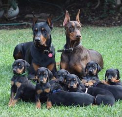 Doberman Pinschers get along well with people, they are loving and affectionate dogs with people ...