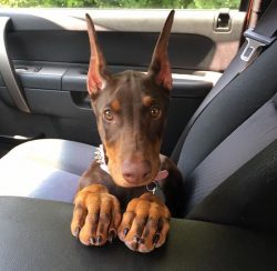 To create a new breed, the Dobermann used several different dogs at once: a German Pinscher, a R ...