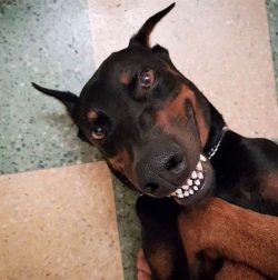 For those who want a good family protector, no special training is required. In fact, Doberman P ...