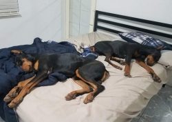 Doberman Pinschers are powerful, energetic dogs that need a lot of physical activity. Without th ...