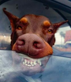 Doberman Pinscher is one of the most popular dog breeds in our country, which is not surprising  ...