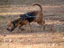 Bloodhound belongs to the hounds. He has an amazing sense of smell and is able to track the scen ...