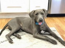 The coat of this breed has very low grooming requirements. Blue Lacy doesn’t need professi ...