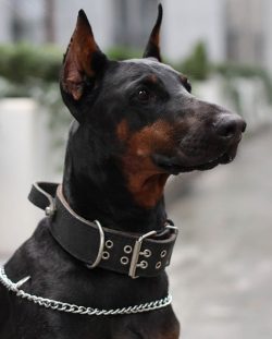 There is no exact information about the origin of the Dobermans, since the creator of the breed, ...
