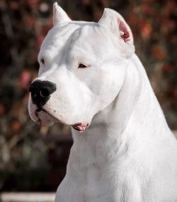 If you have no experience with such dogs, or if you have never had a dog at all, it is better to ...