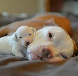 It is surprising that a well-bred Dogo Argentino, in the bosom of his family, is an amazingly lo ...