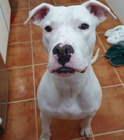 These dogs need a lot of exercise, they love games, walks and take training very well. 