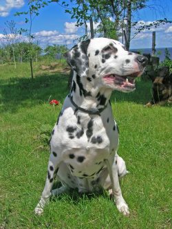 Dalmatians are not attached to one “their” person, they equally love and protect all ...