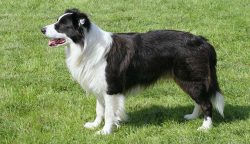 dogs of this breed can be suitable for any active owner. The pet is easy enough to train. The an ...