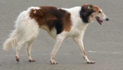In Western countries, these dogs are often used to hunt rabbits, and to protect livestock from c ...