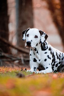 Dalmatians acted as guard dogs at ambulance stations at hospitals and at fire stations. 