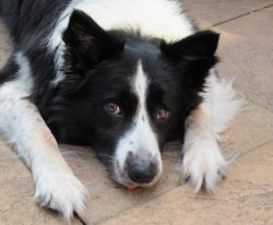 You can, without the slightest fear, leave one or more children with a border collie dog, and be ...