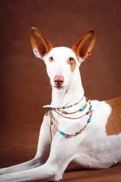 Dog owners carefully rejected puppies, because in such harsh conditions only the strongest and m ...