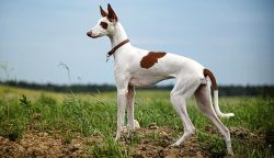 Even though these are purebred dogs, some may still end up in the care of shelters or rescues. C ...