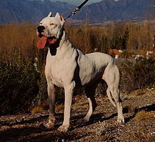 The Dogo Argentino is a true gentleman with a number of virtues. Among them are nobility, courag ...