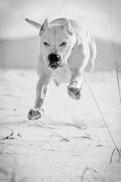 The history of the emergence of the Dogo Argentino dog breed is always associated with a man nam ...