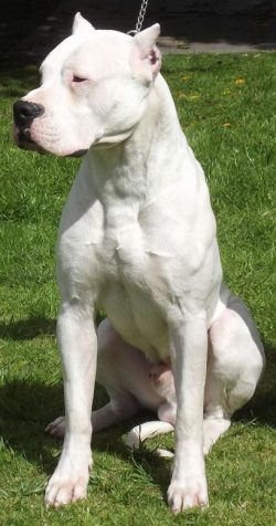 The Dogo Argentino dog breed is large in size, the limbs are of medium length, a wide, powerful  ...