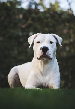 The head is regular in shape, the muzzle is square, the ears are folded, hanging down on the sid ...
