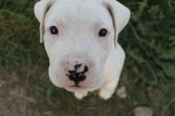 Dogo Argentino is a powerful, strong breed with a lot of energy. Since the temperament of these  ...