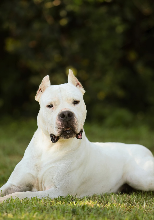 Dogo Argentino is very stubborn and dominant, therefore not suitable for inexperienced dog breed ...